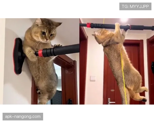 管晨辰家的猫都比我会自律